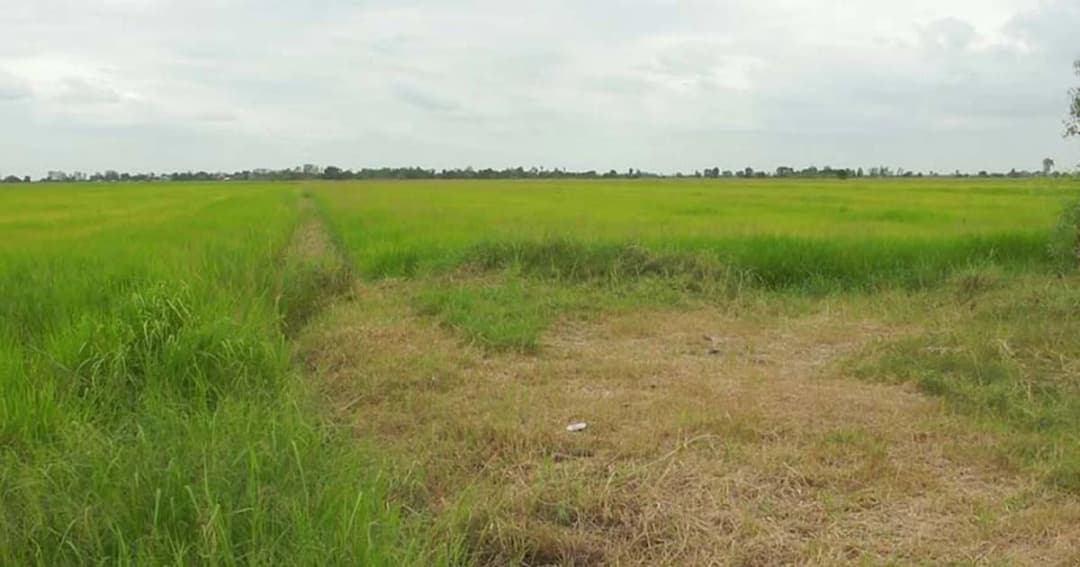 ข้าวนาปีโคราชแล้ง ผู้ว่าฯ ลงแก้ปัญหาทุกข์เกษตรกร