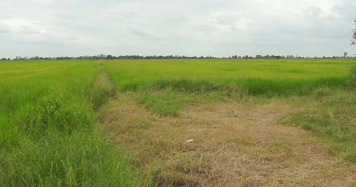 ข้าวนาปีโคราชแล้ง ผู้ว่าฯ ลงแก้ปัญหาทุกข์เกษตรกร