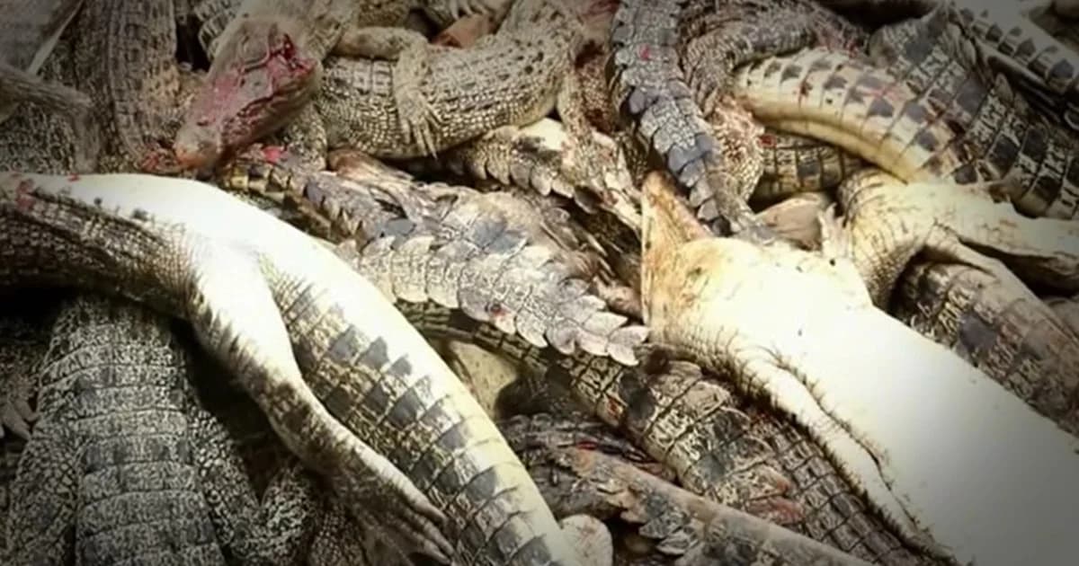 ชาวบ้านรวมตัวกันฆ่าจระเข้ทั้งฝูง หลังคนในหมู่บ้านถูกจับไปกิน