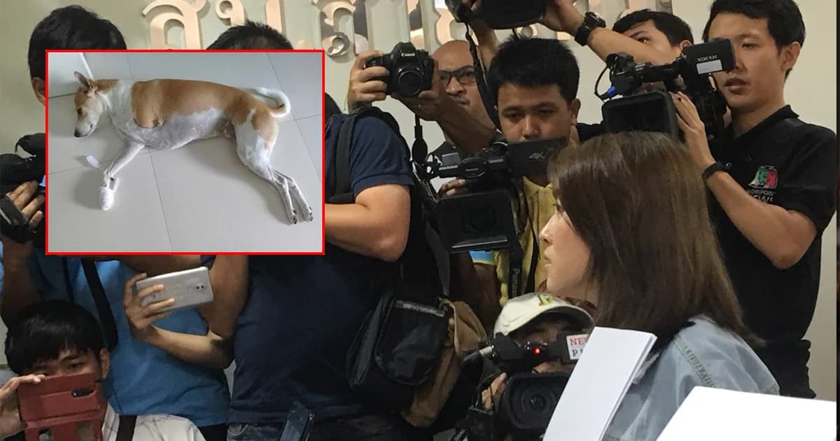 “เชียร์” โร่แจ้งความน้องหมา 3 ขาถูกกัดถึงในรั้วบ้าน แต่คู่กรณีปัดไม่รับผิดชอบ