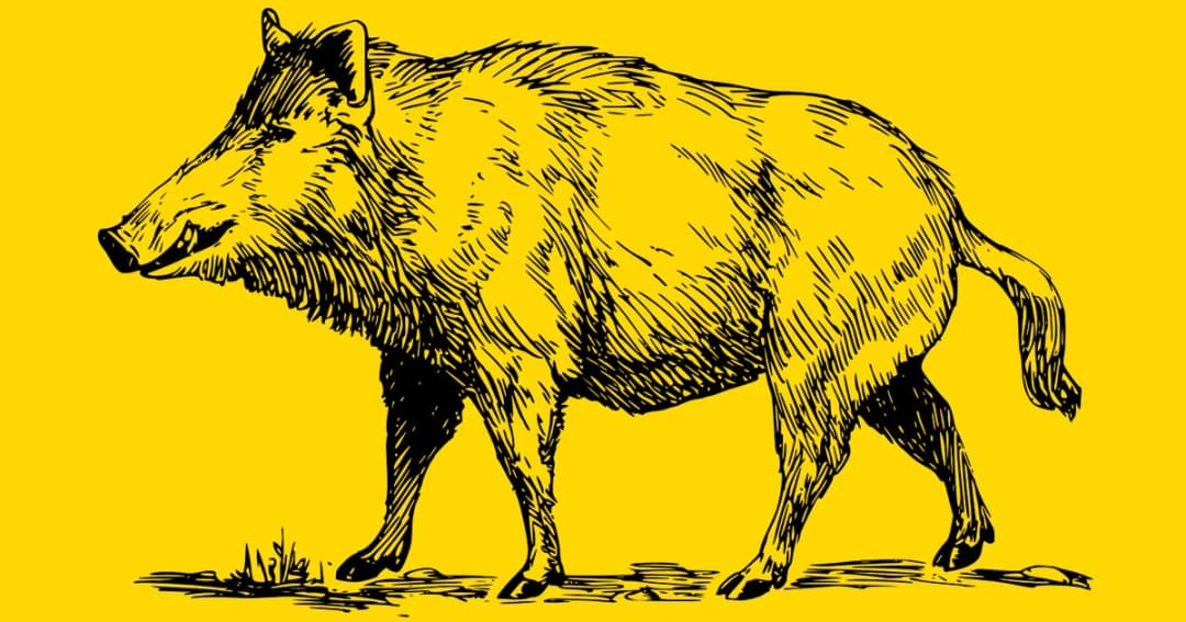 13 เรื่อง ของ “หมูป่า” ที่คุณอาจยังไม่รู้