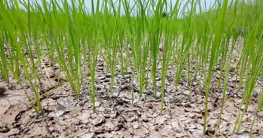 แม่น้ำมูลแห้งขอด ต้นข้าวนับพันไร่ยืนต้นตาย