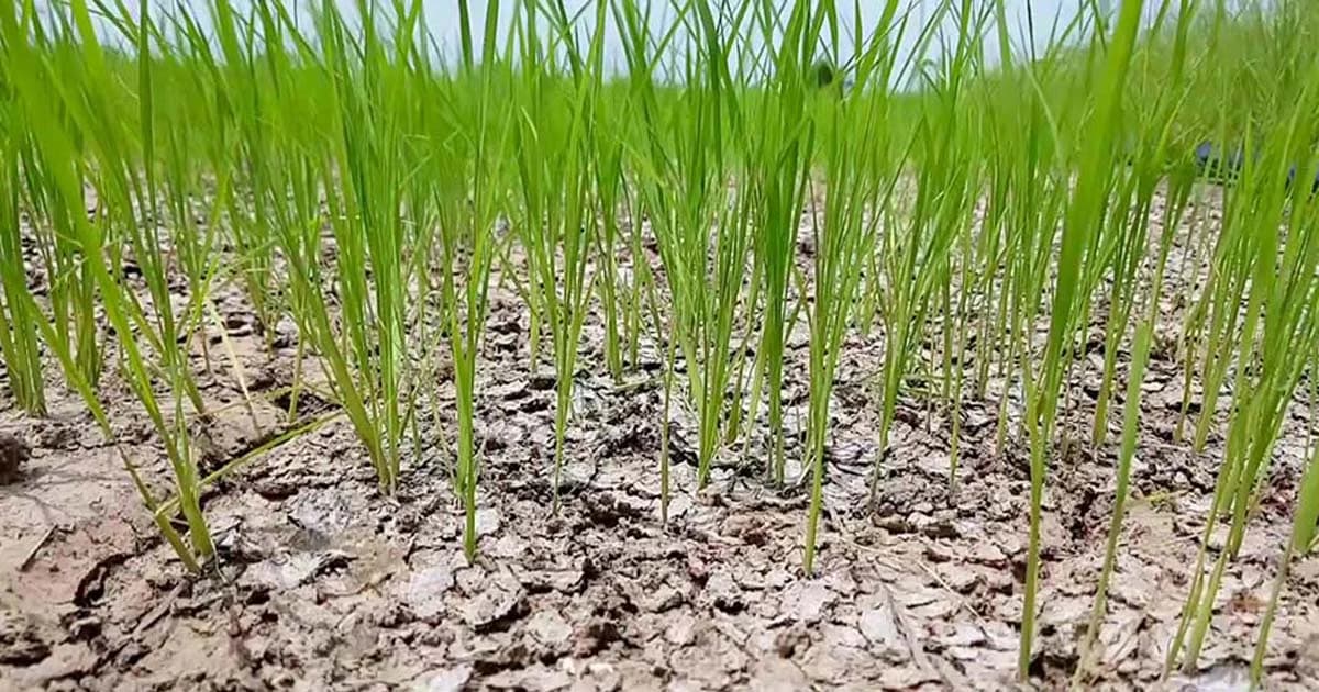 แม่น้ำมูลแห้งขอด ต้นข้าวนับพันไร่ยืนต้นตาย