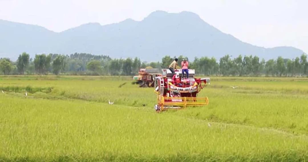 ชาวนานครสวรรค์เร่งเกี่ยวข้าวหนีพายุ หลัง อุตุฯ พยากรณ์ฝนจะชุก