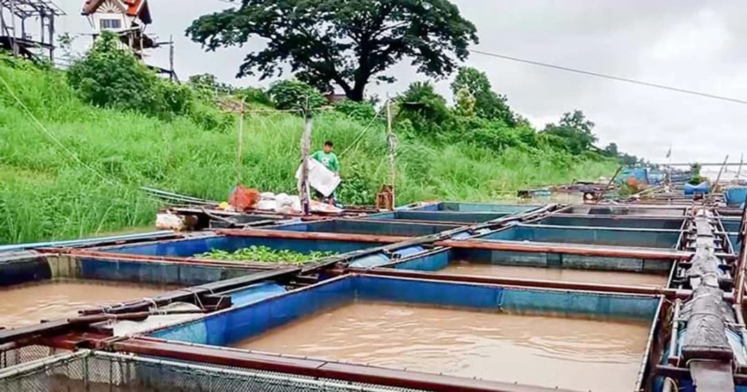 เฝ้าระวังน้ำโขงเพิ่มปริมาณรวดเร็ว กระทบผู้เลี้ยงปลาในกระชัง