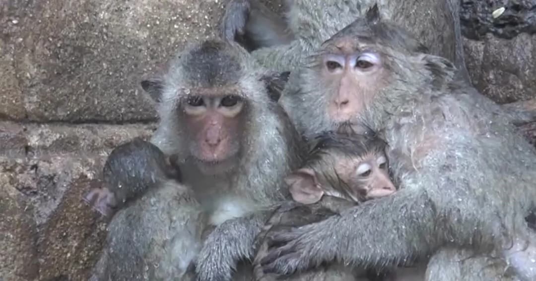 ลพบุรีฝนตกหนัก กระทบลิงพระปรางค์สามยอดนั่งหนาวตากฝน