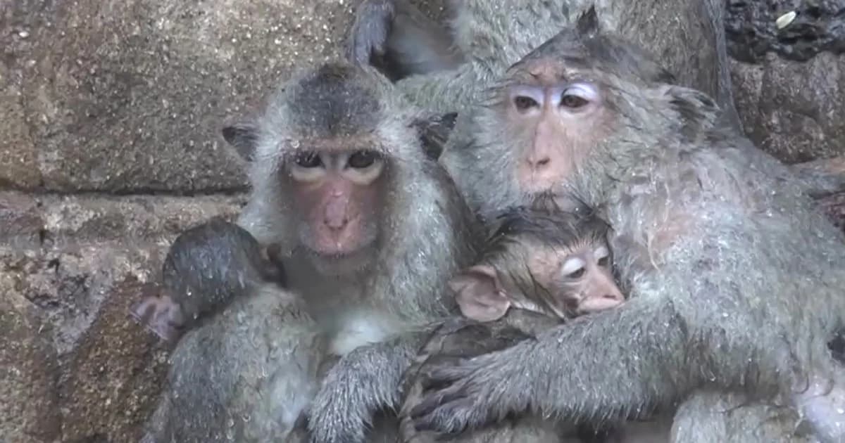 ลพบุรีฝนตกหนัก กระทบลิงพระปรางค์สามยอดนั่งหนาวตากฝน