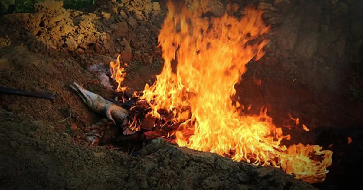 เผาซากจระเข้ 292 ตัว หลังถูกฆ่ายกฝูง กัดกินชาวบ้านถึงตาย