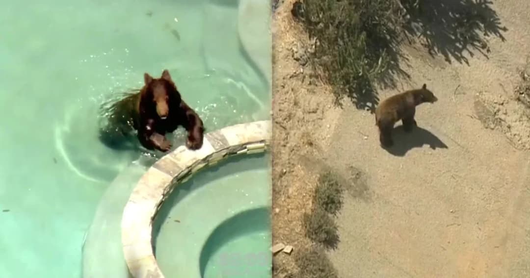 แตกตื่น! เจ้าหน้าที่ไล่จับหมีสีน้ำตาล หลังหลุดเข้าไปในเขตชุมชน