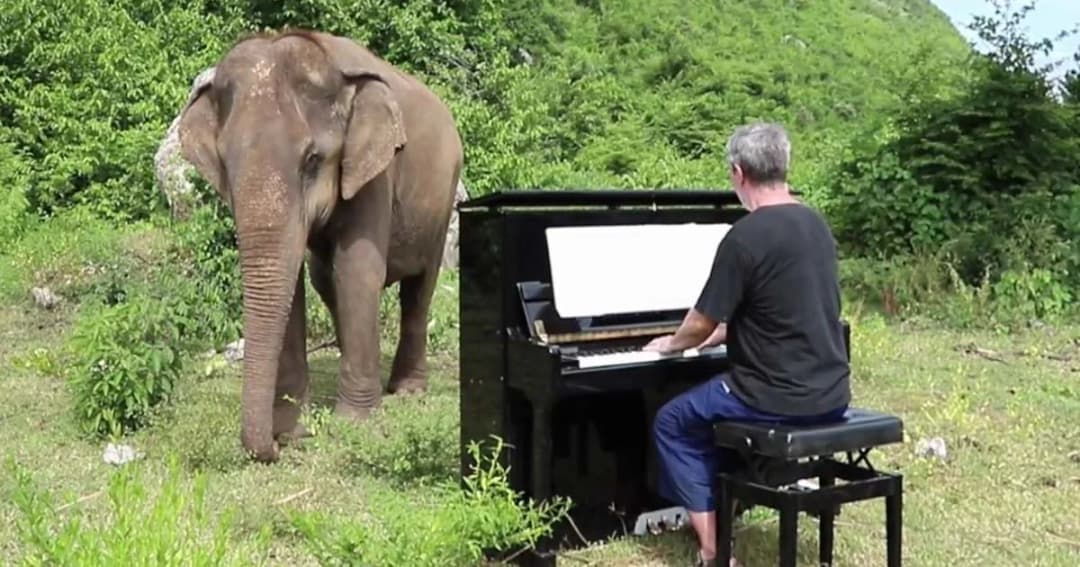 ชาวอังกฤษ บำบัดช้างไทยตาบอด ด้วยเสียงเปียโน