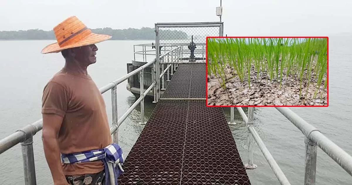 ข้าวนาปีโคราชรอด ! หลังพายุเชินติญทำฝนตกต่อเนื่องหลายวัน