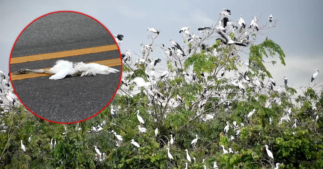 ‘ฝูงนกกระยาง’ ตายเกลื่อน ใกล้ชุมชนอุตรดิตถ์ ชาวบ้านหวั่นเกิดโรค