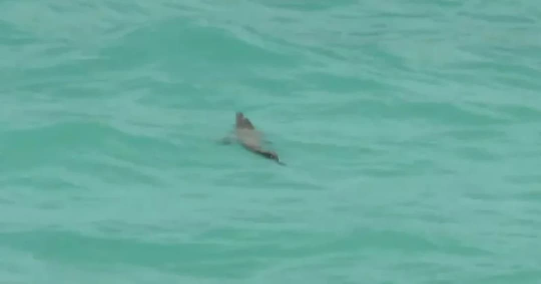 เตือน! พบ ‘จระเข้’ โผล่หาดในภูเก็ต เฝ้าระวังห้ามลงทะเล