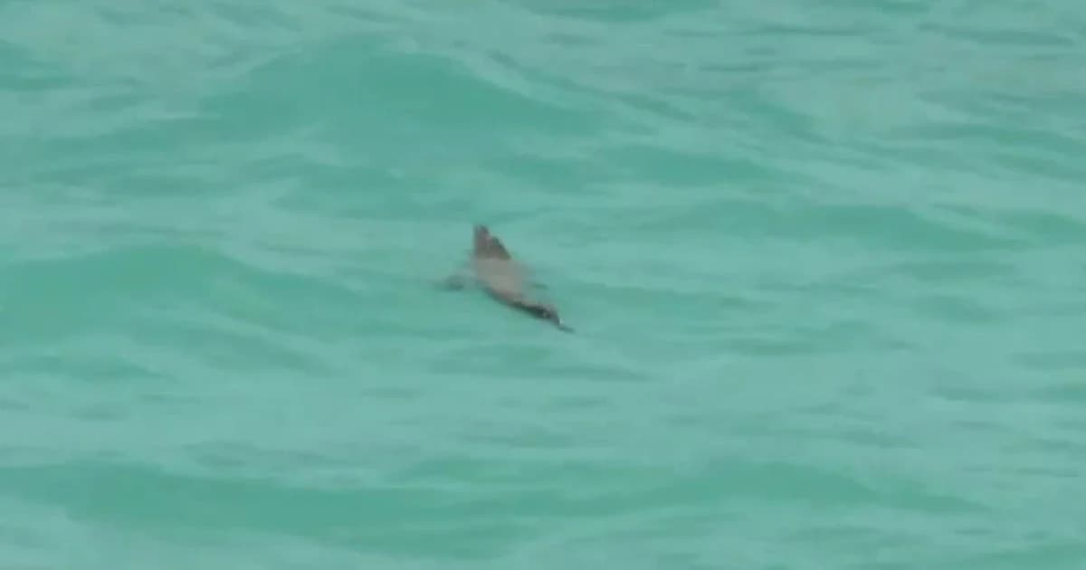 เตือน! พบ ‘จระเข้’ โผล่หาดในภูเก็ต เฝ้าระวังห้ามลงทะเล