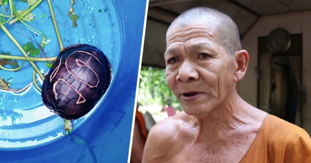 พบเต่าถูกเจียรสลักกระดอง “วัด” ลึกจนเกือบถึงปอด เจ็บสาหัส