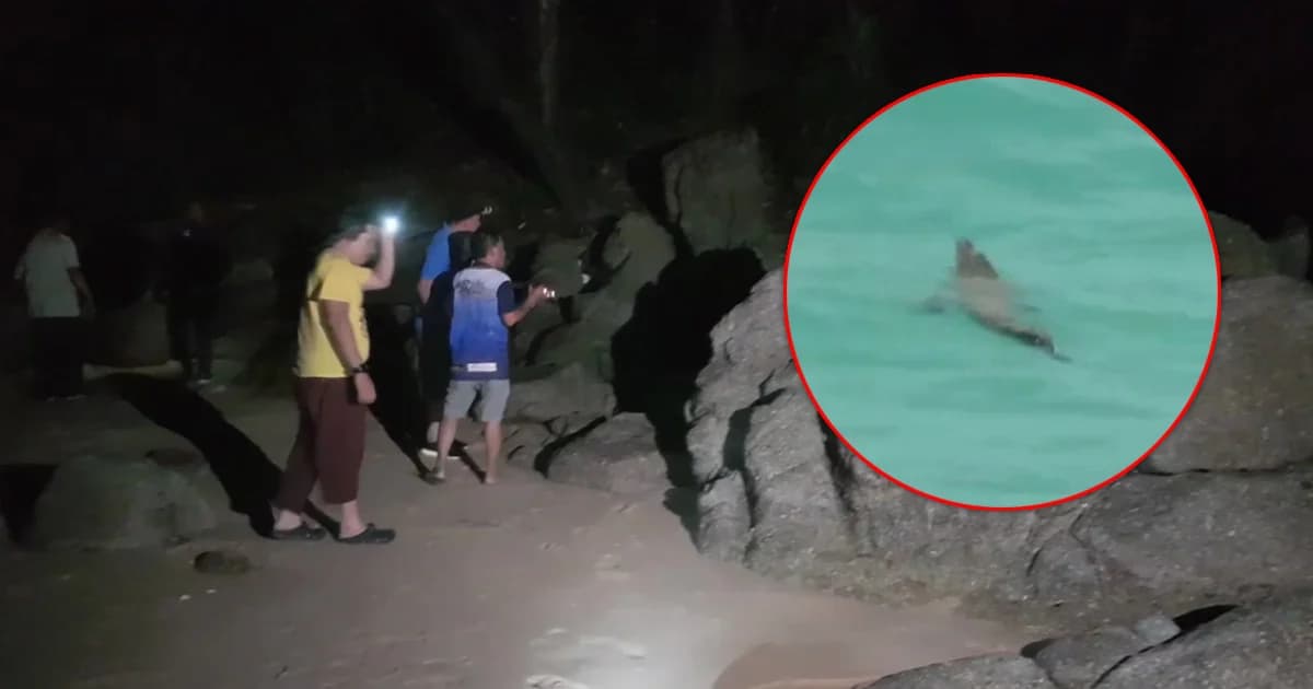 ยังจับไม่ได้! ‘จระเข้’ โผล่ทะเลภูเก็ต ไกรทองเตรียมปรับแผนวันนี้