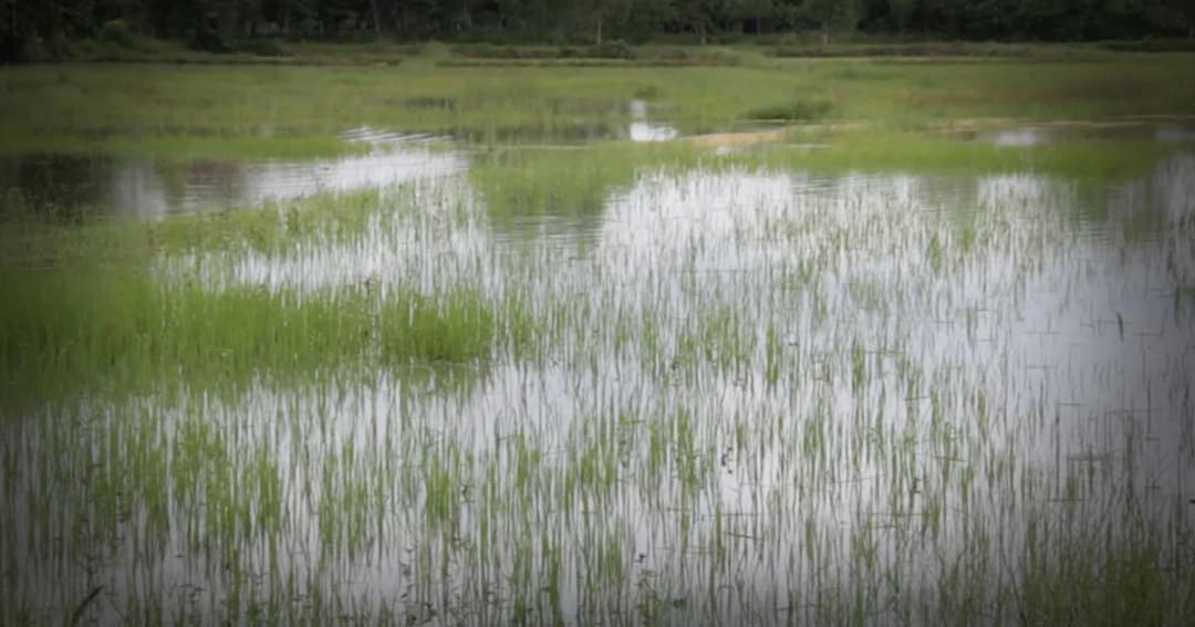 “เซินติญ” ทำพิษ ฝนตกหนักน้ำทะลักท่วมนาข้าวกว่า 600 ไร่