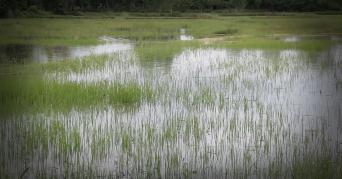 “เซินติญ” ทำพิษ ฝนตกหนักน้ำทะลักท่วมนาข้าวกว่า 600 ไร่