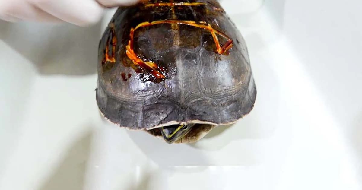 เต่าโดนสลัก “วัด” อาการดีขึ้น หมอเฝ้าระวังแผลไม่ให้ติดเชื้อ