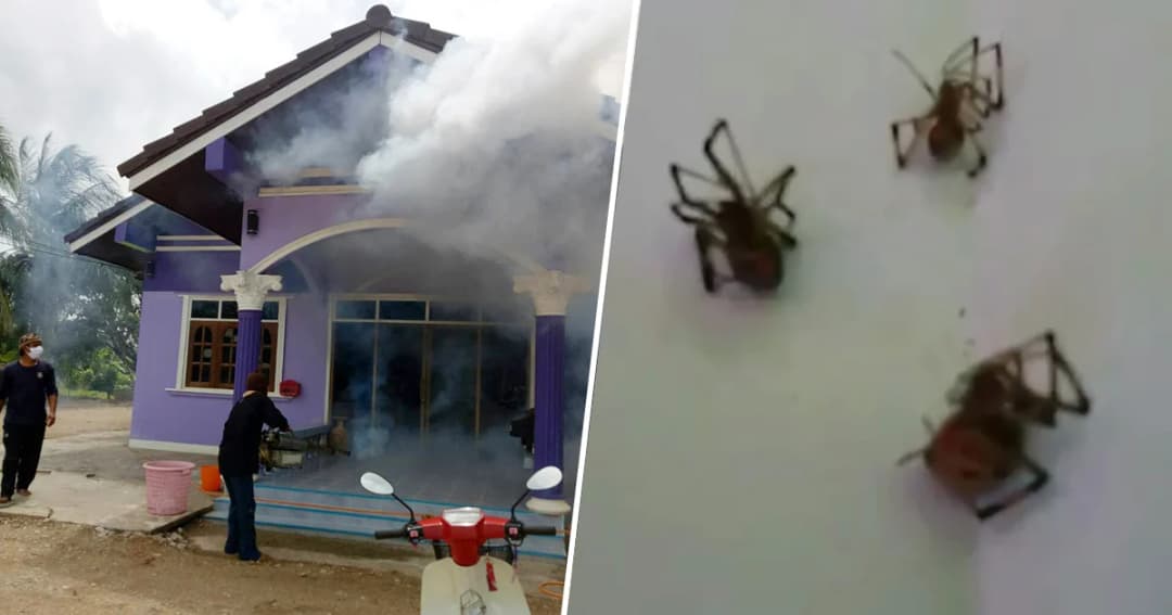 หวั่นอันตราย! เร่งฉีดพ่นสารกำจัด ‘แมงมุมพิษ’ เตือนห้ามจับเด็ดขาด