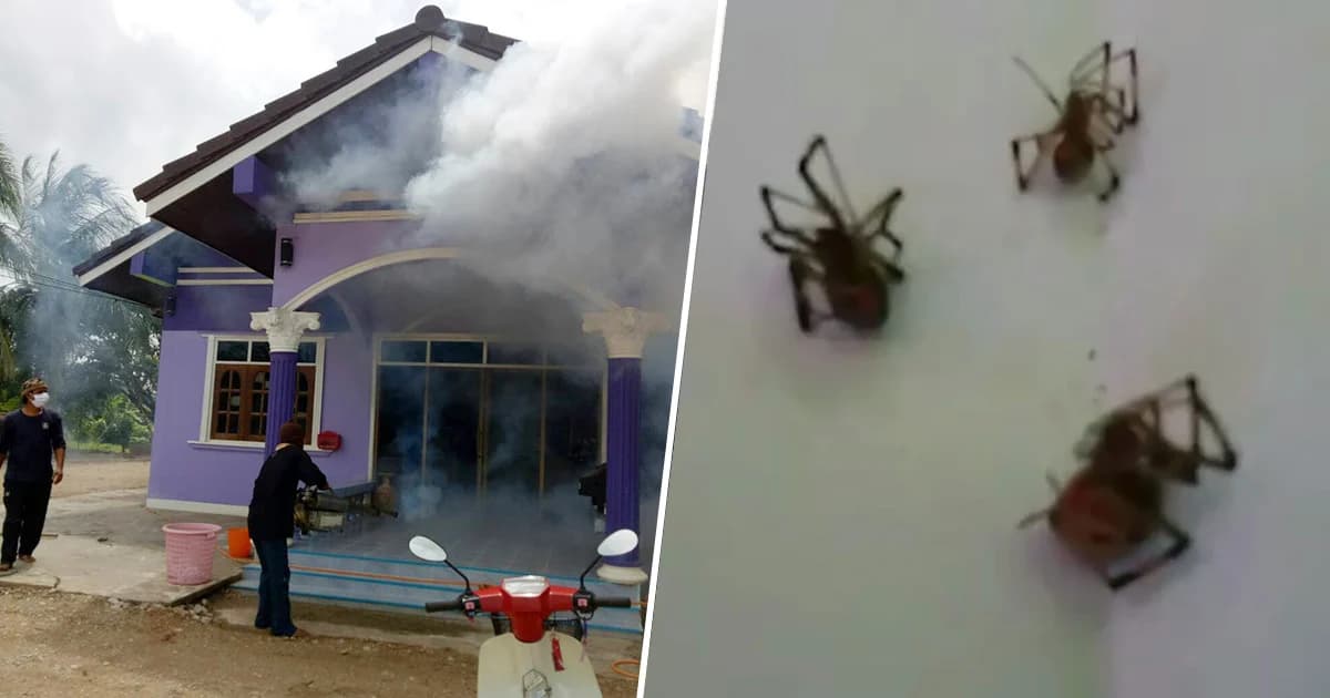 หวั่นอันตราย! เร่งฉีดพ่นสารกำจัด ‘แมงมุมพิษ’ เตือนห้ามจับเด็ดขาด