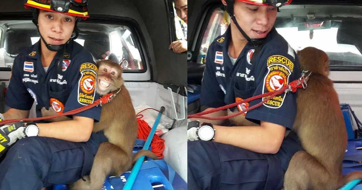 อารมณ์เปลี่ยน! ลิงน้อยกอดกู้ภัยแน่น หลังถูกแจ้งจับเพราะดุร้าย