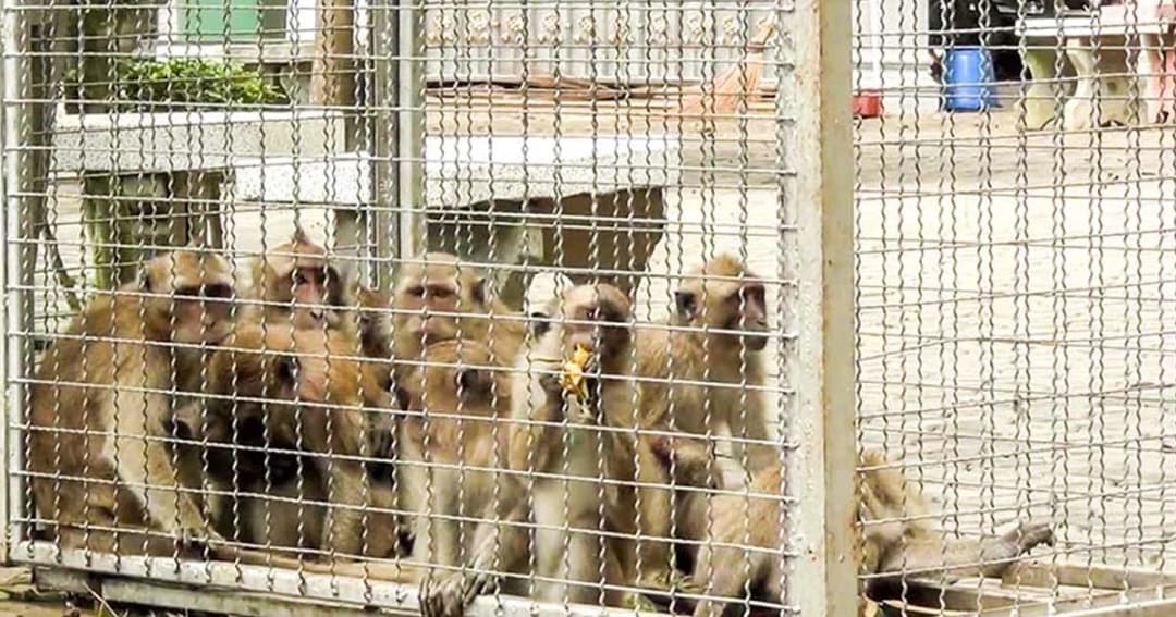 จับลิงแสม วัดถ้ำเสือ ทำหมัน ก่อนปล่อยคืนสู่ป่า