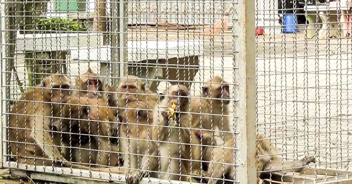 จับลิงแสม วัดถ้ำเสือ ทำหมัน ก่อนปล่อยคืนสู่ป่า