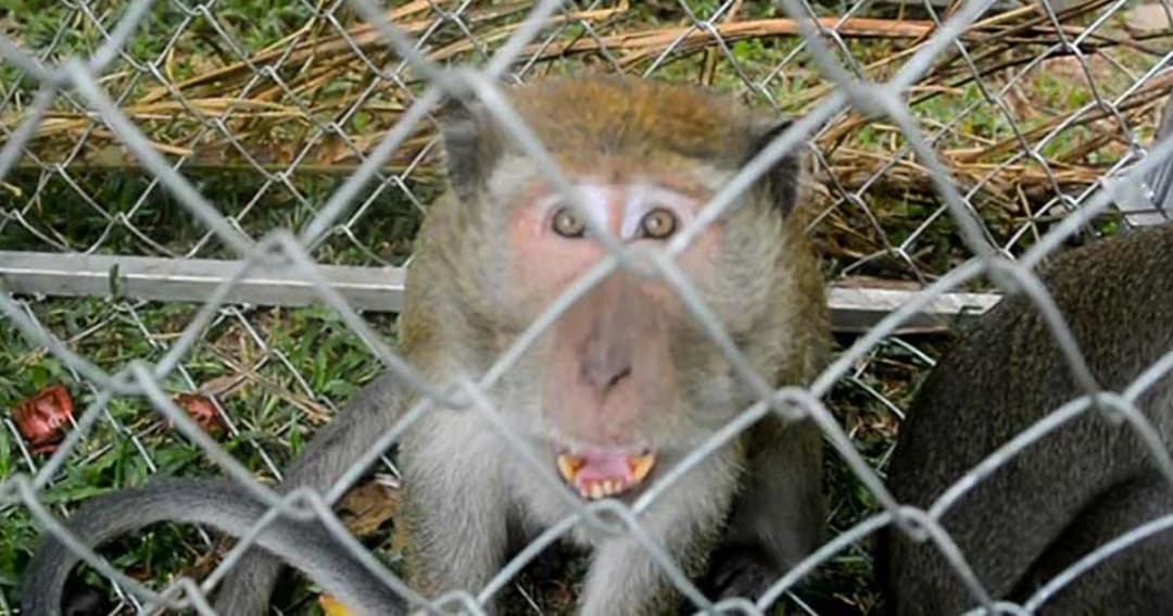 กระบี่เดินหน้าจับลิงทำหมัน แต่ลิงฉลาด รู้แล้ว จนท.มาจับ