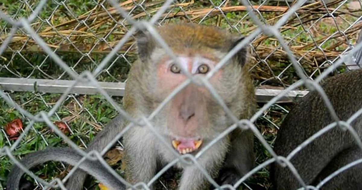 กระบี่เดินหน้าจับลิงทำหมัน แต่ลิงฉลาด รู้แล้ว จนท.มาจับ