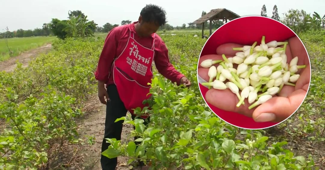 ชาวสวนโอด ! ‘มะลิ’ เจอฝนตกหนักทำดอกร่วง หวั่นไม่มีส่งวันแม่