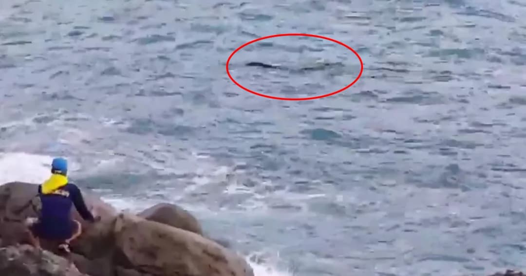 สั่งห้ามเล่นน้ำ! หลังยังจับ ‘จระเข้’ ไม่ได้ ว่ายหนีโผล่หาดไตรตรัง