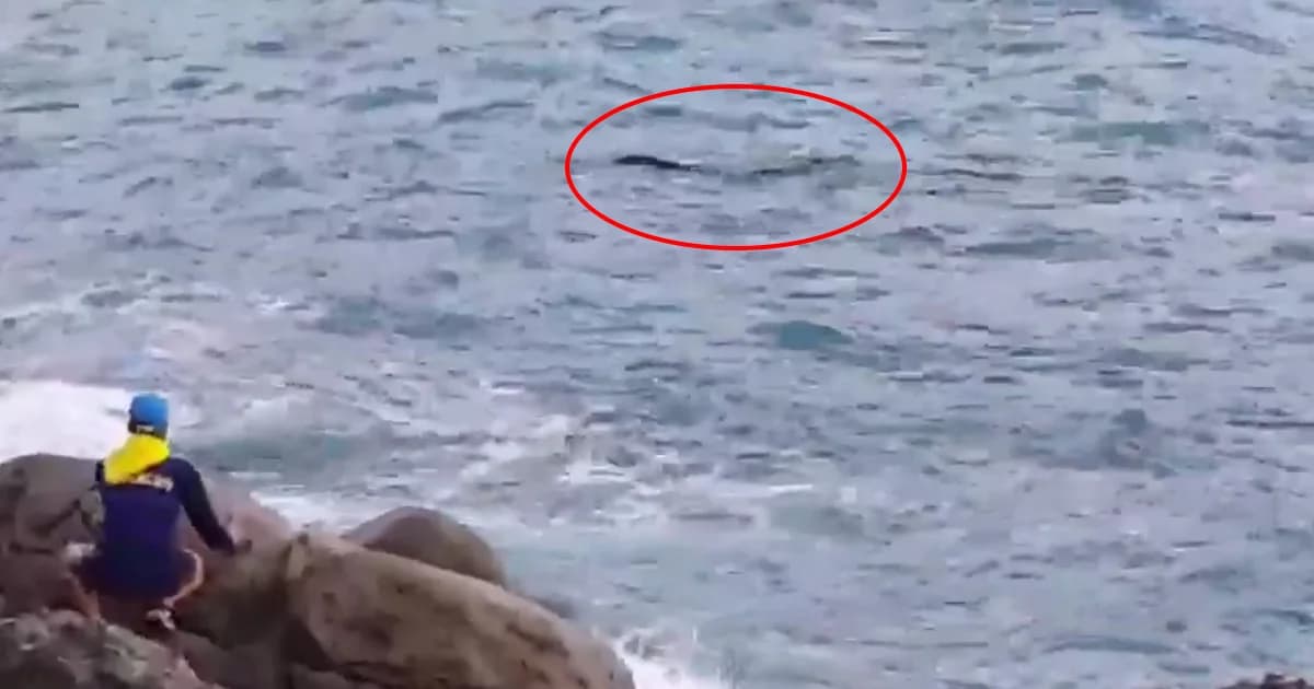 สั่งห้ามเล่นน้ำ! หลังยังจับ ‘จระเข้’ ไม่ได้ ว่ายหนีโผล่หาดไตรตรัง