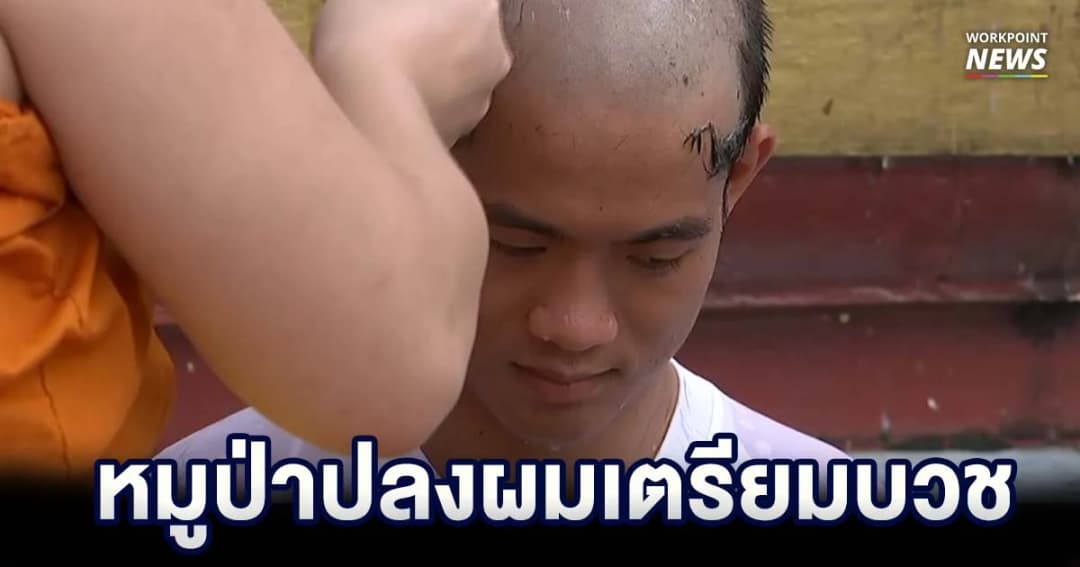 หมูป่าปลงผมเตรียมบวช