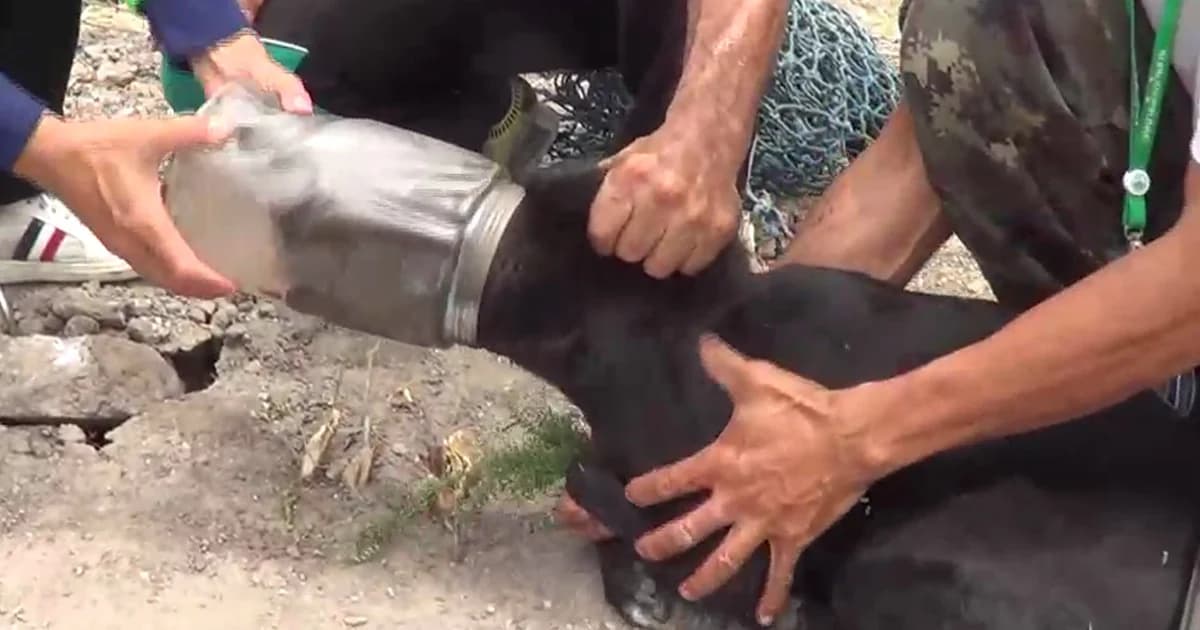 สุดสงสาร ! สุนัขหัวติดกระป๋องปลาร้านาน 8 วัน ชาวบ้านดีใจน้ำตาไหล ช่วยได้สำเร็จ