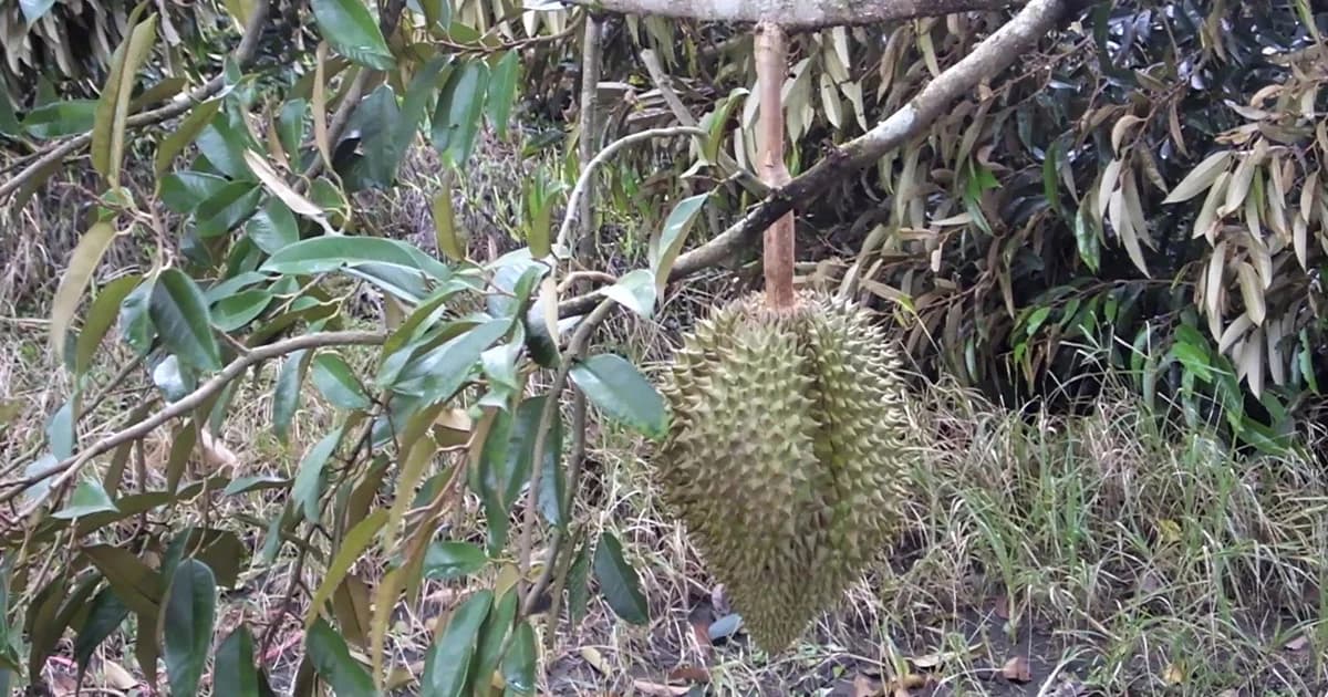 พายุพัดถล่มสวนทุเรียนหักโค่น เสียหายกว่า 100 ล้านบาท