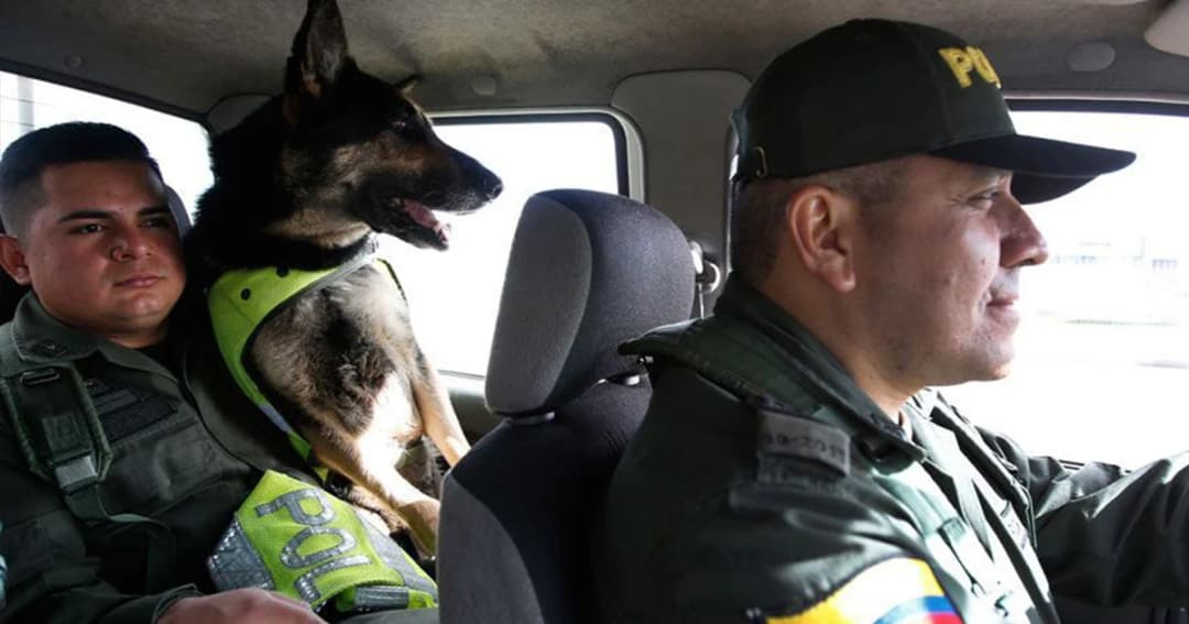แก๊งค้ายาโคลัมเบีย ตั้งค่าหัวสุนัขตำรวจ 2 ล้านบาท