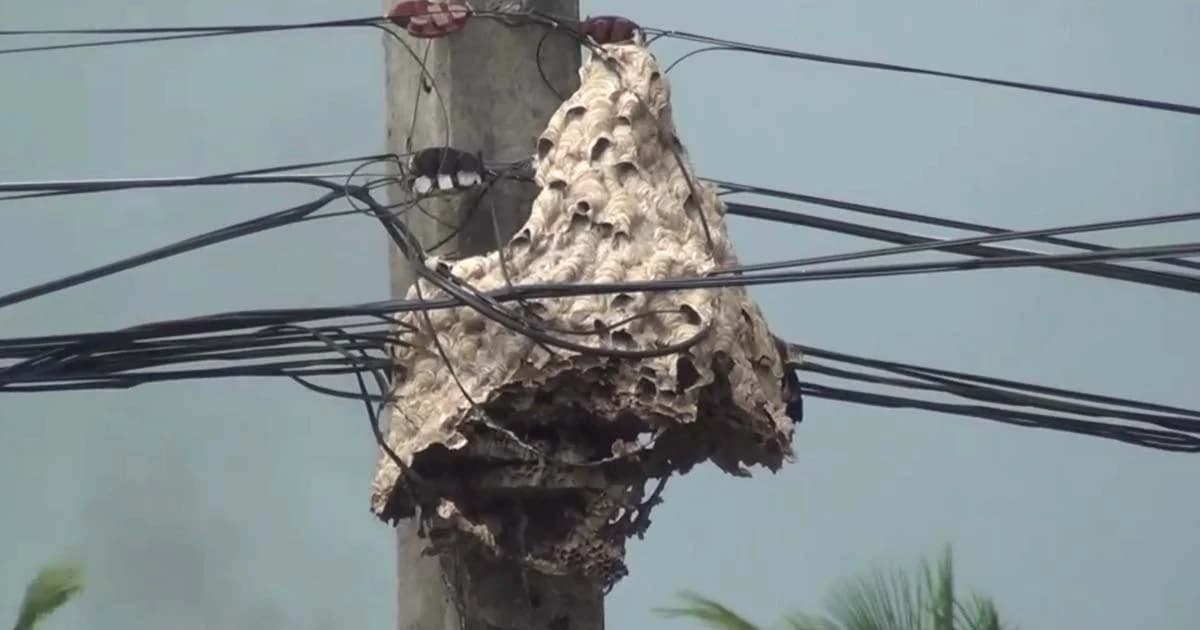 สั่งเผา “ต่อหัวเสือ” ยกรัง หลังผกก.สภ.คลองท่อมโดนต่อย