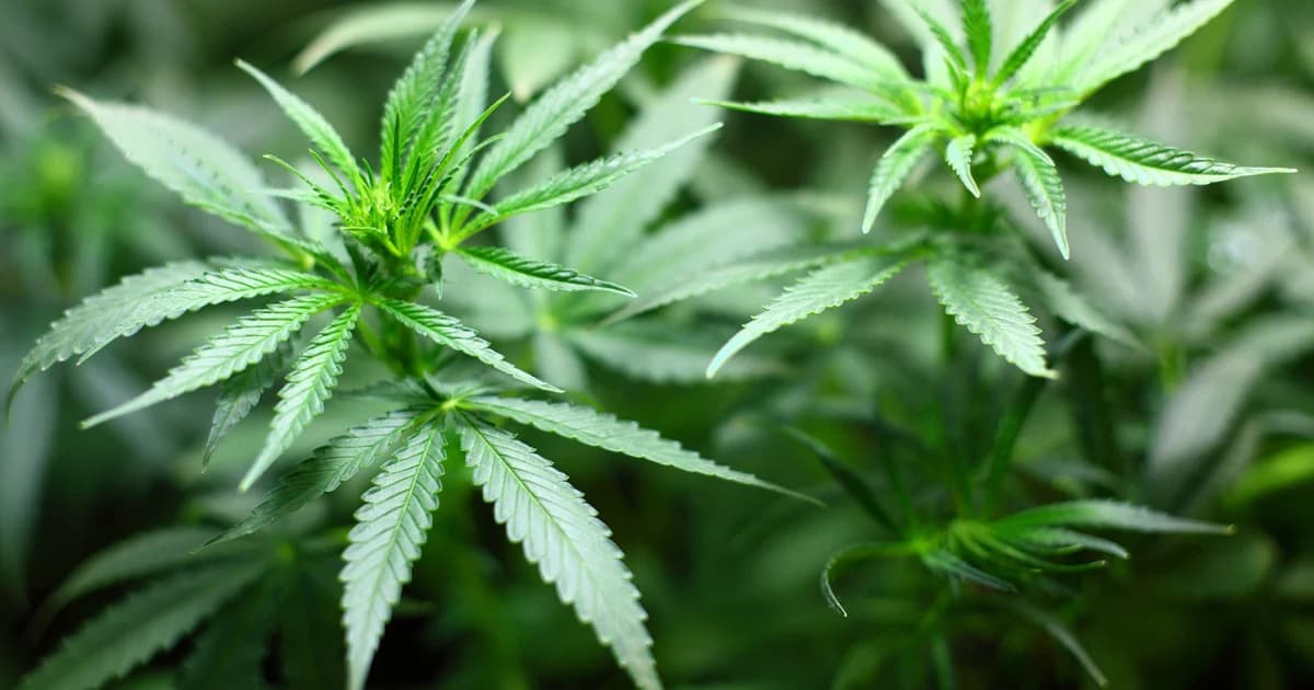 “กรมการแพทย์” ร่วมวิจัย นำ “กัญชา” รักษาโรคอย่างถูกต้อง