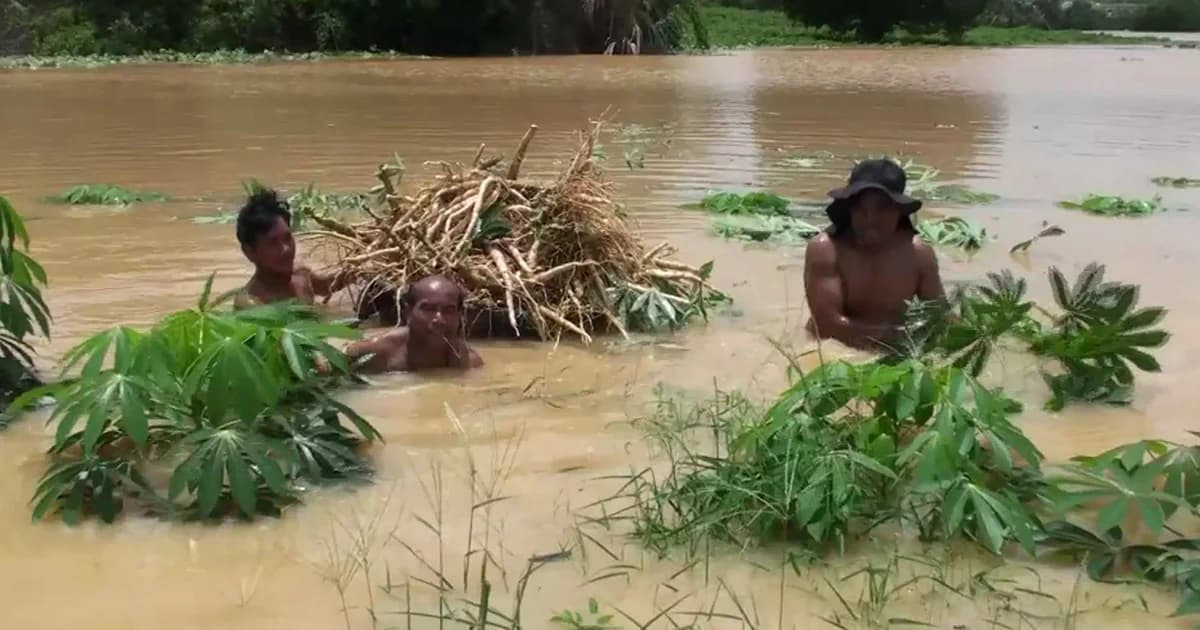 ชัยภูมิอ่วม! น้ำป่าเขาพังเหยหลากท่วมไร่มันสำปะหลัง เสียหายนับพันไร่