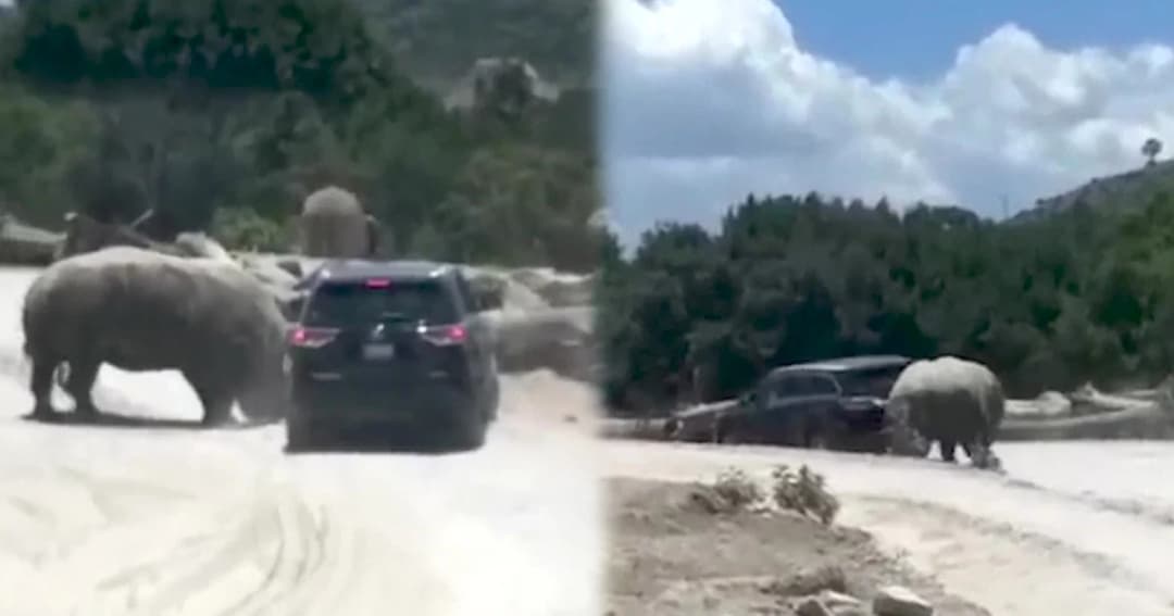 แรดในสวนสัตว์หงุดหงิด พุ่งชนรถนักท่องเที่ยวไม่หยุด