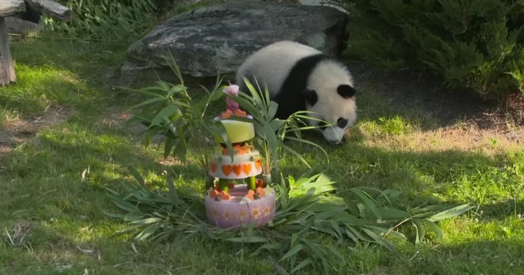 สวนสัตว์ฝรั่งเศสทำเค้กจากไผ่ ฉลองวันเกิดลูกแพนด้า