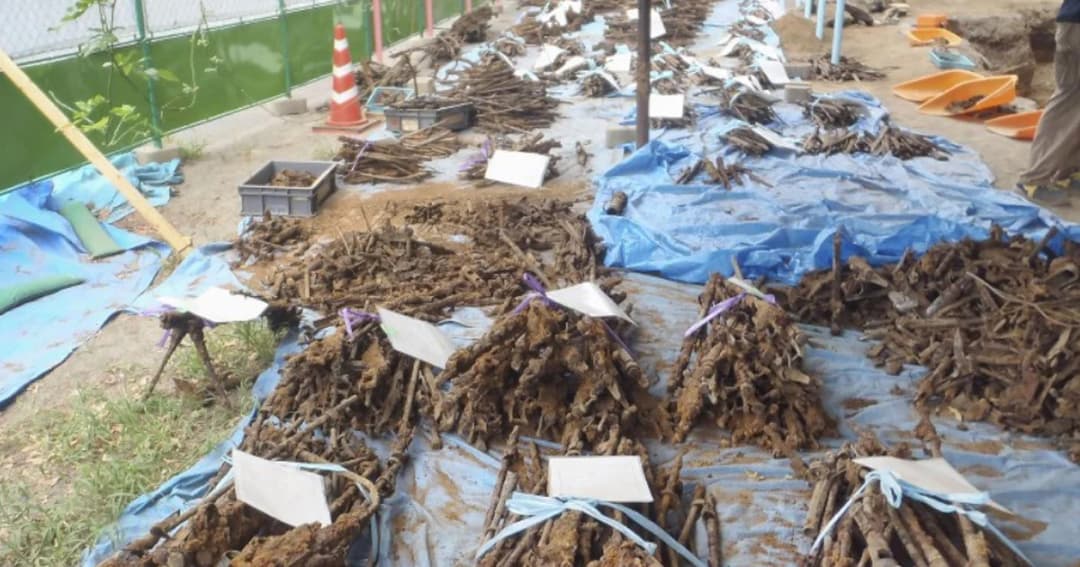 ญี่ปุ่นตะลึง! พบอาวุธสมัยสงครามโลกครั้งที่ 2 เกือบ 3,000 ชิ้น ฝังใต้ดิน รร.ประถมในโตเกียว
