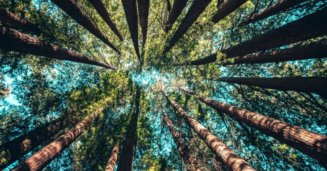 แก้มาตรา 7 พ.ร.บ.ป่าไม้ ให้ไม้ทุกชนิดที่ปลูกในดินกรรมสิทธิ์ ไม่ใช่ไม้สงวนหวงห้าม 