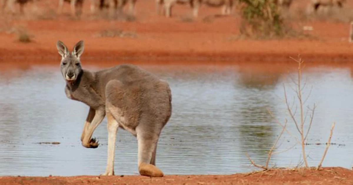 ออสเตรเลียแล้งหนัก อนุญาตให้ยิงจิงโจ้ทิ้งได้กันแย่งน้ำ