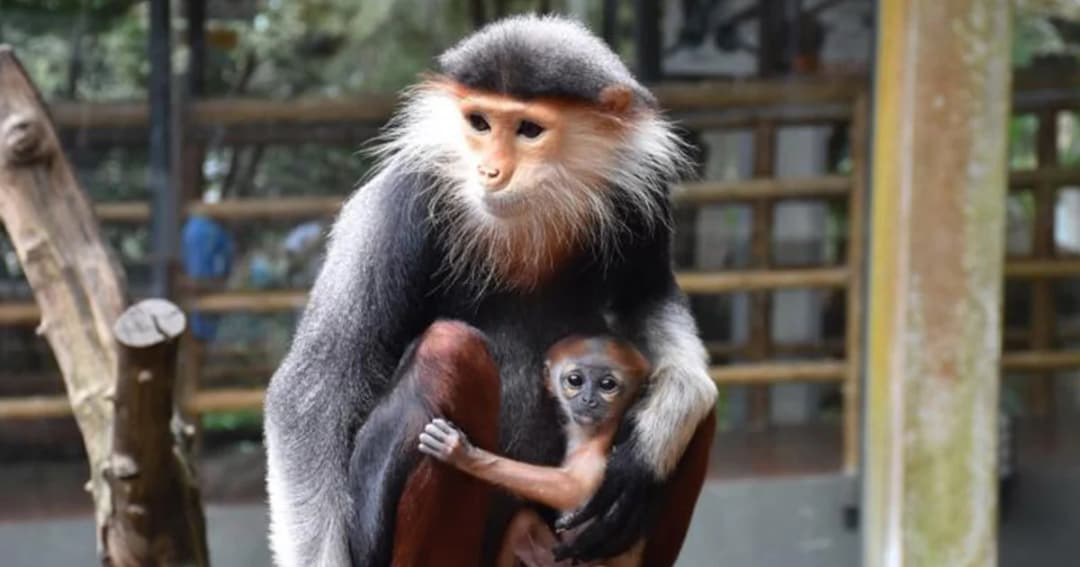 สวนสัตว์เปิดเขาเขียว เปิดให้ชมสมาชิกใหม่ “ลูกค่างห้าสี” ต้อนรับวันแม่แห่งชาติ