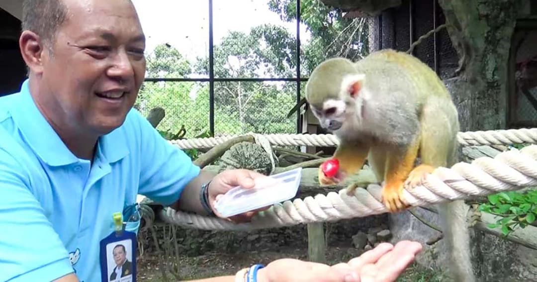 สวนสัตว์สงขลาเฮลั่น รับ ‘ลิงกระรอก’ จากสวนสัตว์ดุสิต