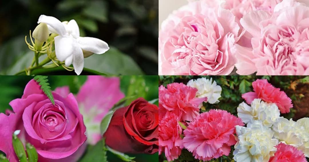 “ดอกไม้วันแม่” 6 ประเทศ ที่มีมากกว่า “ดอกมะลิ”