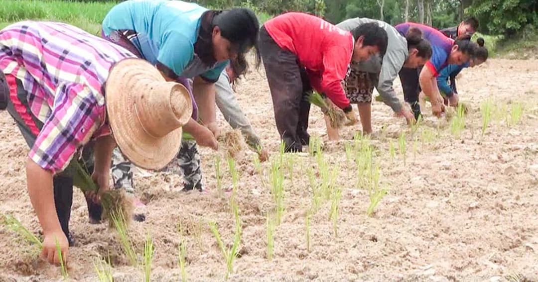 อ.นาดูน แล้งหนัก ! เกษตรกรวุ่น หาทางรอดให้ต้นข้าว