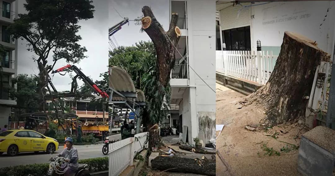 ชาวบ้านโวย ! กทม.สั่งตัด ‘ต้นจามจุรี’ ขนาดใหญ่อายุกว่า 50 ปี ทิ้ง